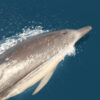 Κοινό Δελφίνι Delphinus delphi
