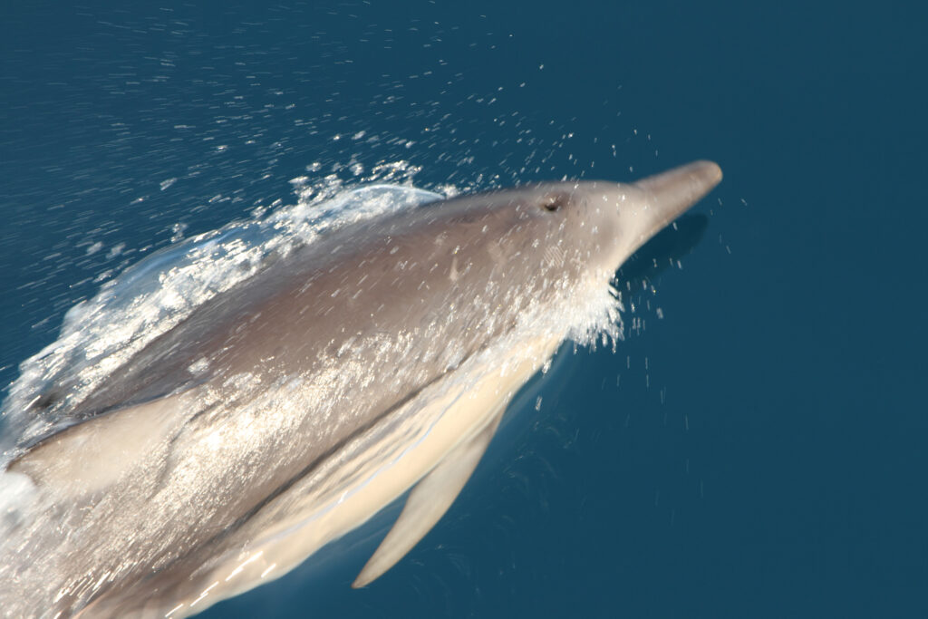 Κοινό Δελφίνι Delphinus delphi