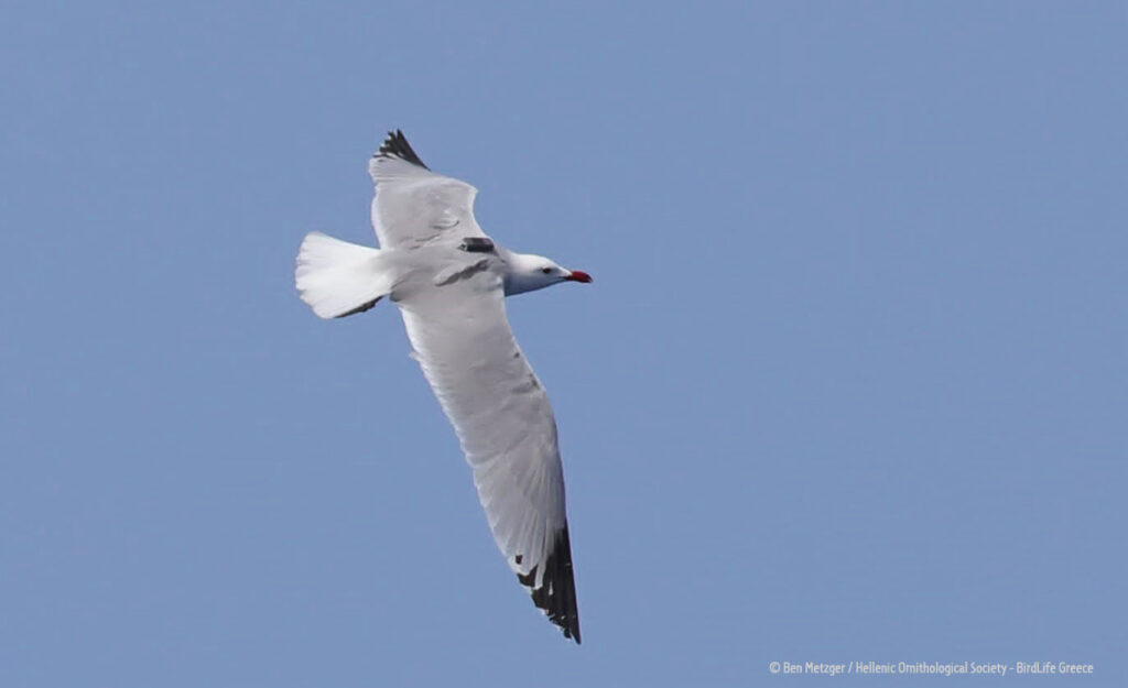 ©Ben Metzger / Hellnic Ornithological Society - BirdLife Greece