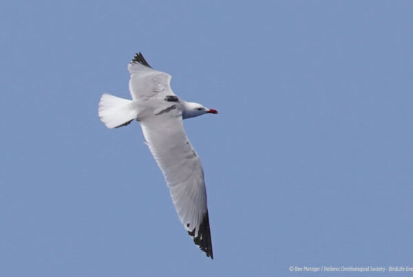 ©Ben Metzger / Hellnic Ornithological Society - BirdLife Greece