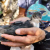 ©Dimitra Christidi / HOS - BirdLife Greece