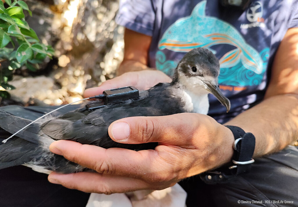 ©Dimitra Christidi / HOS - BirdLife Greece
