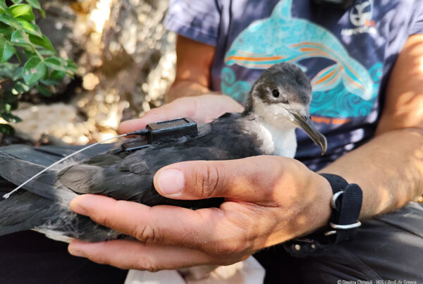 ©Dimitra Christidi / HOS - BirdLife Greece