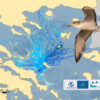 © HOS - BirdLife Greece