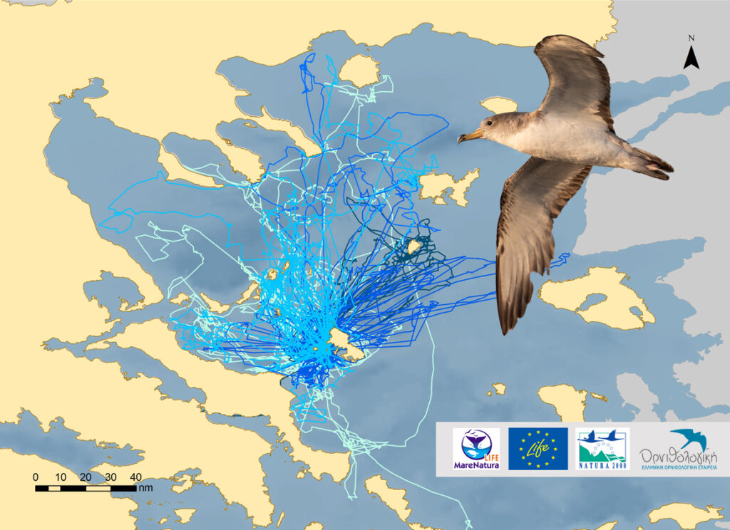 © HOS - BirdLife Greece