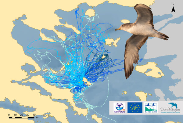 © HOS - BirdLife Greece