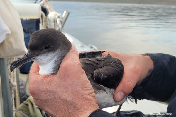 ©Loraine Mendez/CIESM