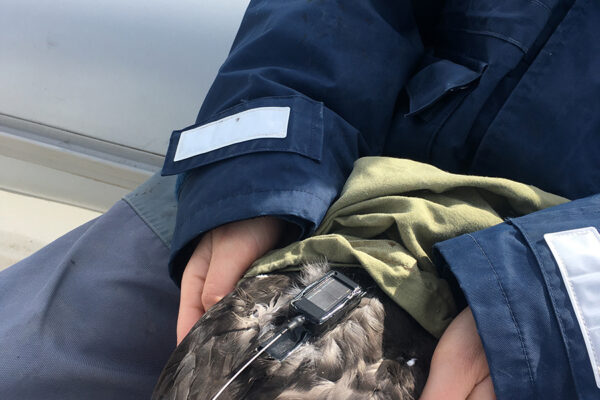 ©Danae Portolou-HOS/BirdLife Greece