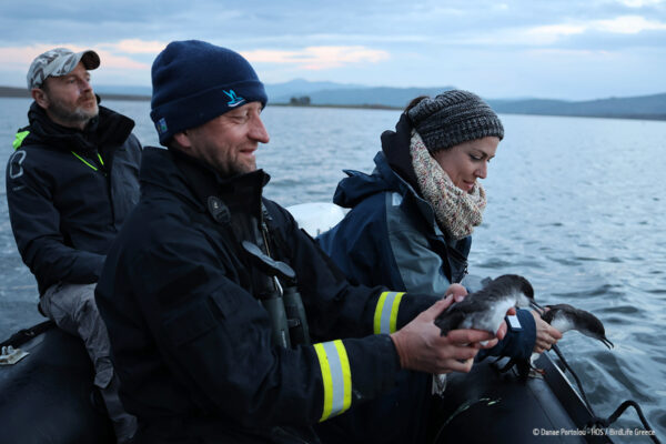 ©Danae Portolou-HOS/BirdLife Greece